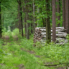 IMGP3387